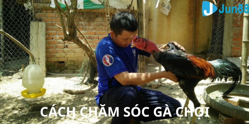 Cách chăm sóc giống gà chọi chuẩn