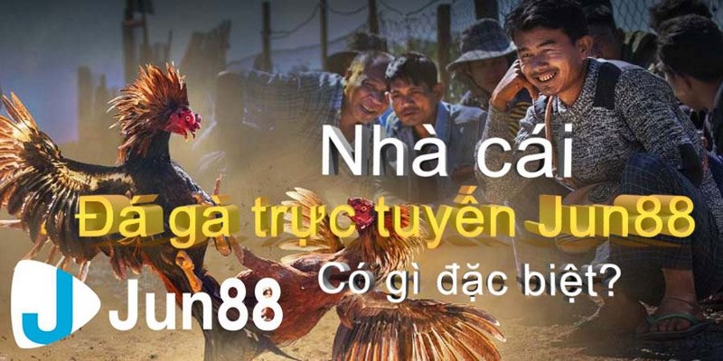 Giới thiệu tổng quan về đá gà  Jun88