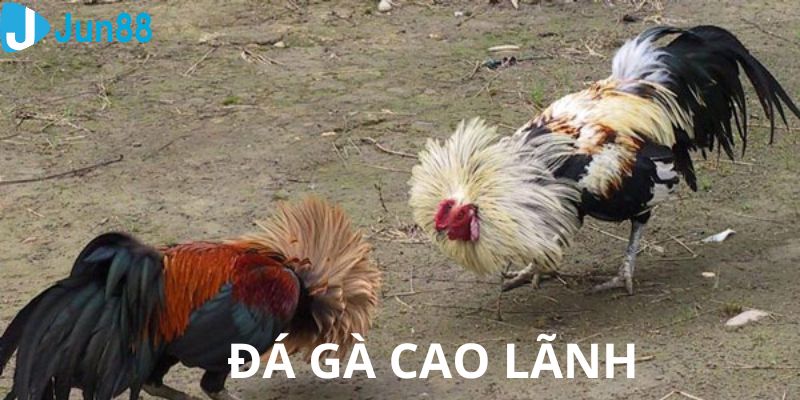 Giới thiệu về giống gà Cao Lãnh