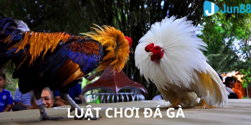 Luật chơi đá gà chuyên nghiệp