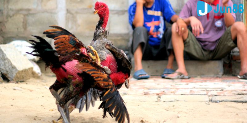 Ý nghĩa phong thủy của màu mạng trong đá gà